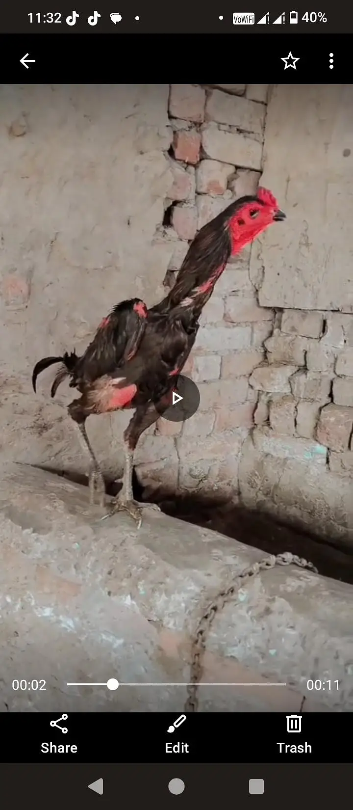 Kari baaz parinda — photo 2
