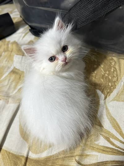Pure triple coat persian/siamese kittens for sale