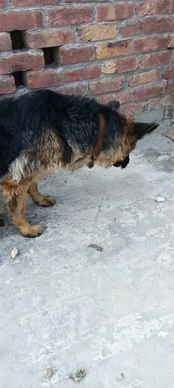 Bella — photo 4