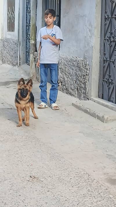 family dog Garman shaft feemal for saal