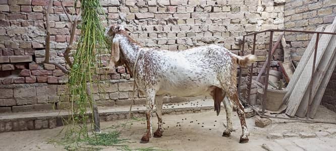 Makhi Cheeni