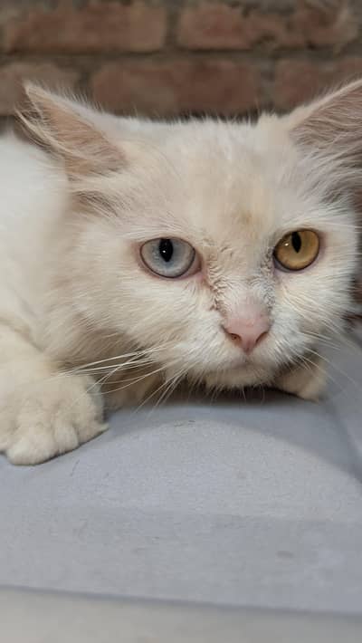 Persian Female Cat Odd Eyes - 2 Litter Proven - Healthy & Active