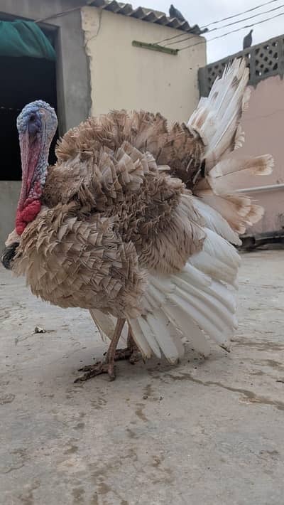 TURKEY MALE