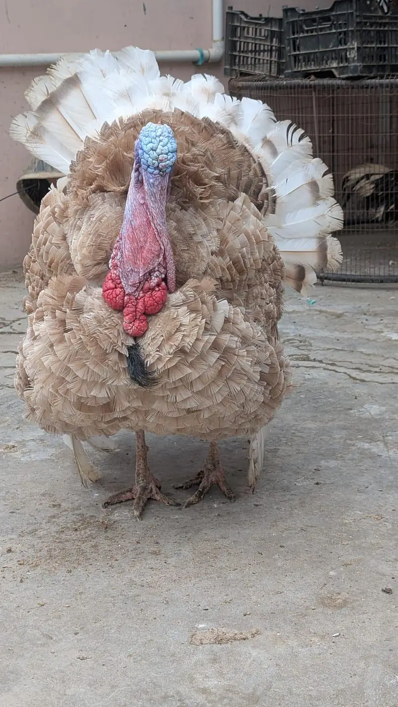 TURKEY MALE — photo 2