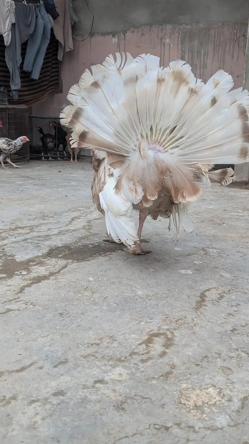 TURKEY MALE — photo 3