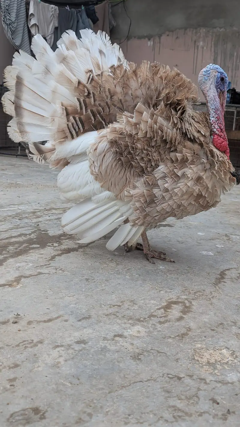 TURKEY MALE — photo 4
