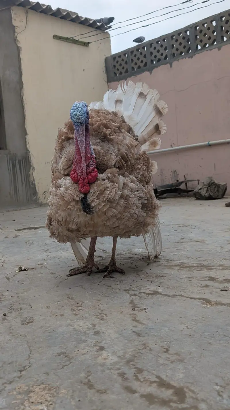 TURKEY MALE — photo 5