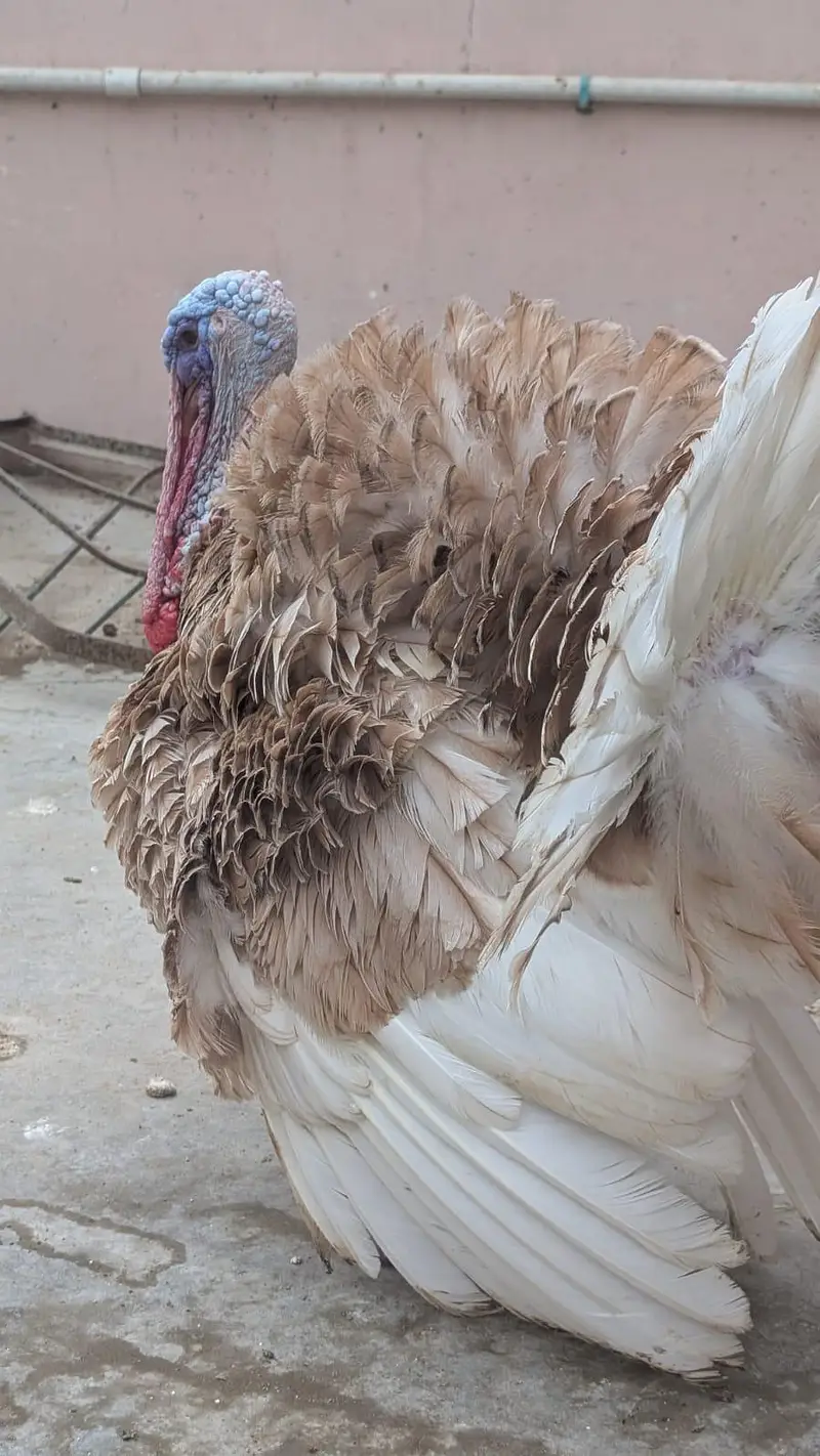 TURKEY MALE — photo 6