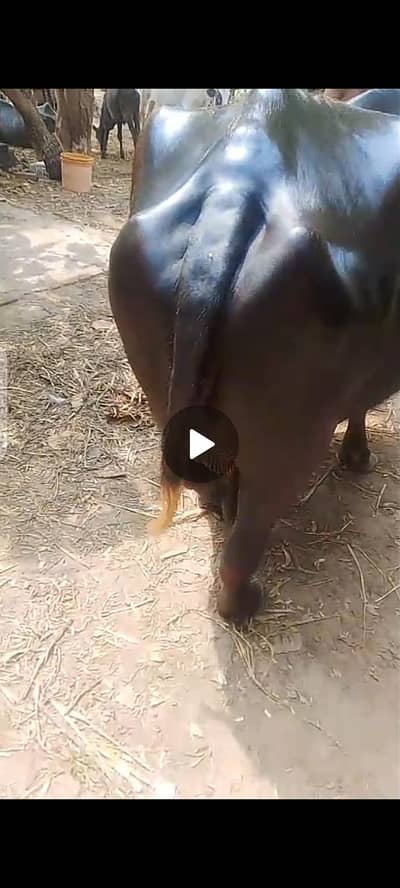Healthy pregnant Milk-Giving Buffalo for Sale |