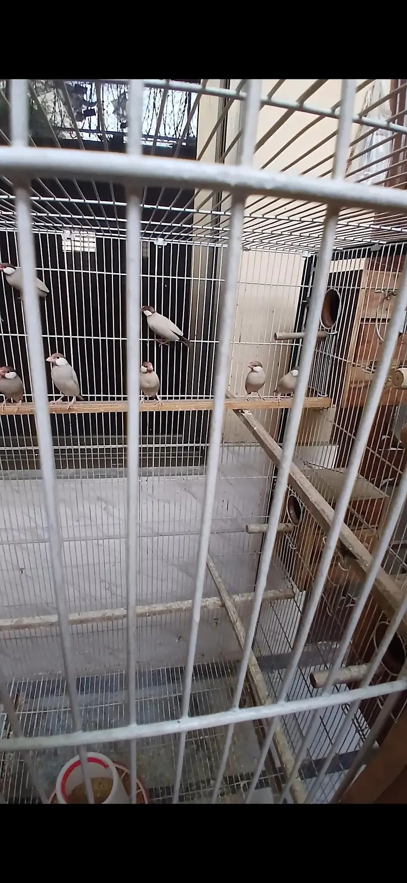 fawn java breeder pairs — photo 2