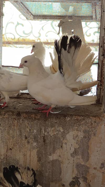 lacca for sale breeder pairs