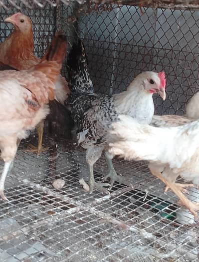 young running stock hen eggs pr hain