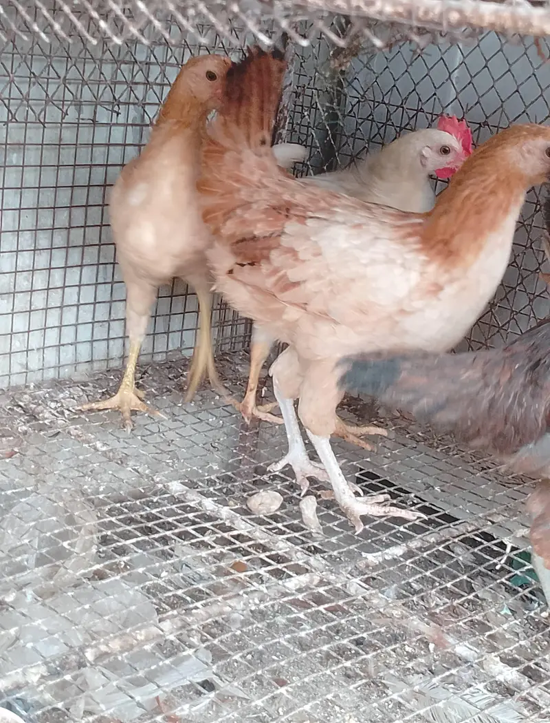 young running stock hen eggs pr hain — photo 2