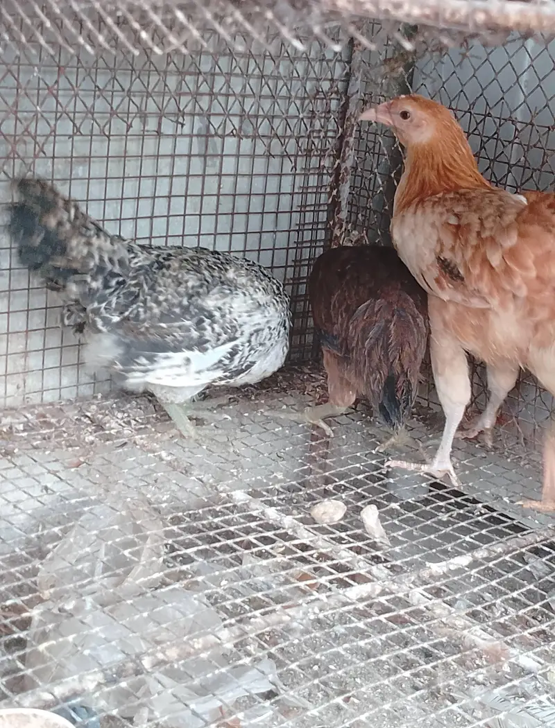 young running stock hen eggs pr hain — photo 3