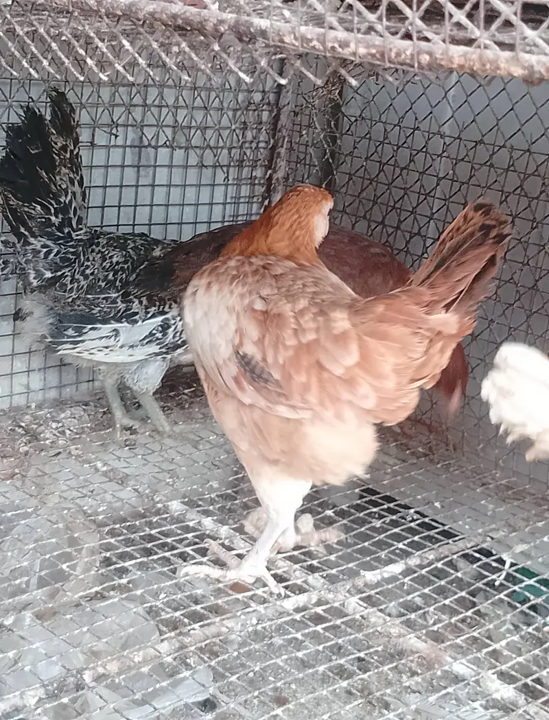 young running stock hen eggs pr hain — photo 4