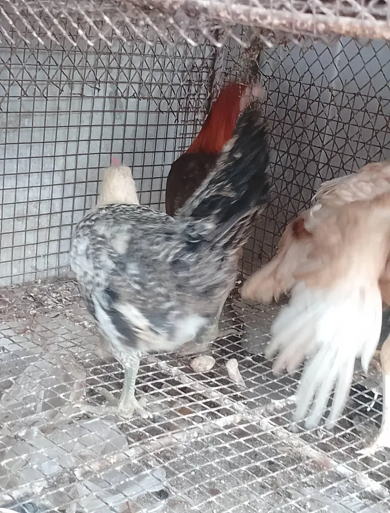 young running stock hen eggs pr hain — photo 5