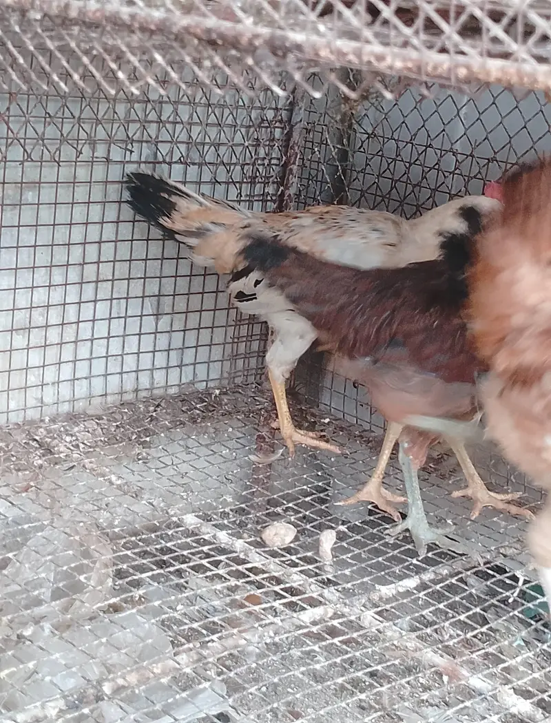 young running stock hen eggs pr hain — photo 6