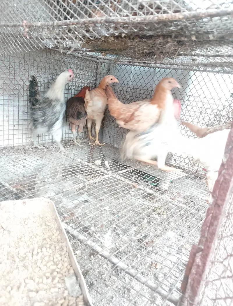 young running stock hen eggs pr hain — photo 7