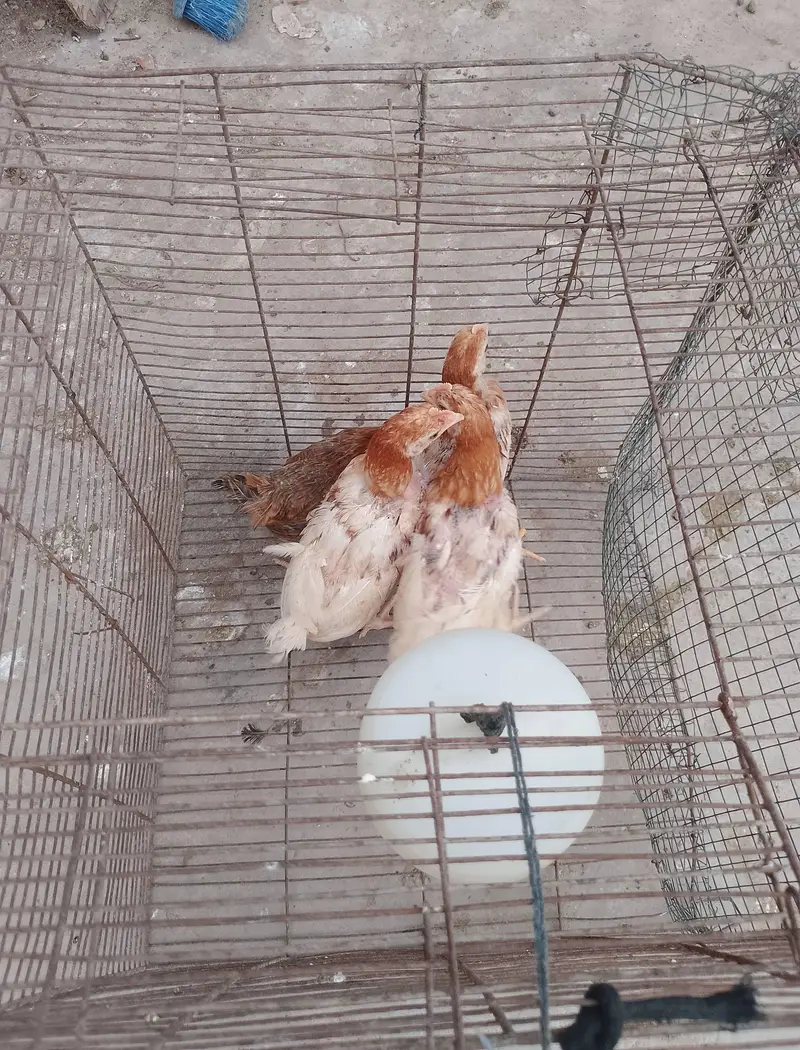 young running stock hen eggs pr hain — photo 8