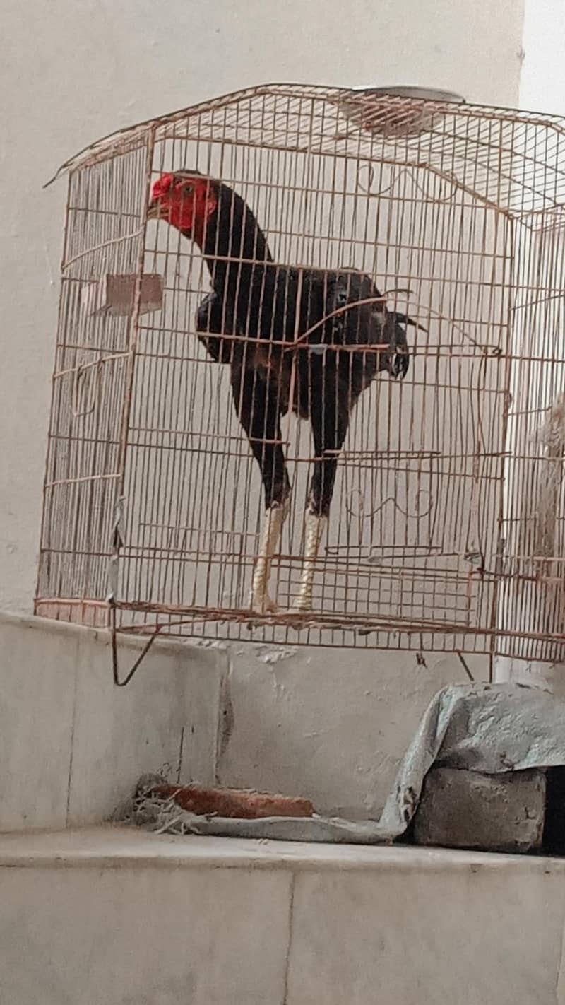 asli Sindhi pathaa 0
