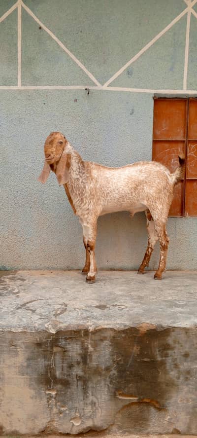 Pure makka chini big size bakra