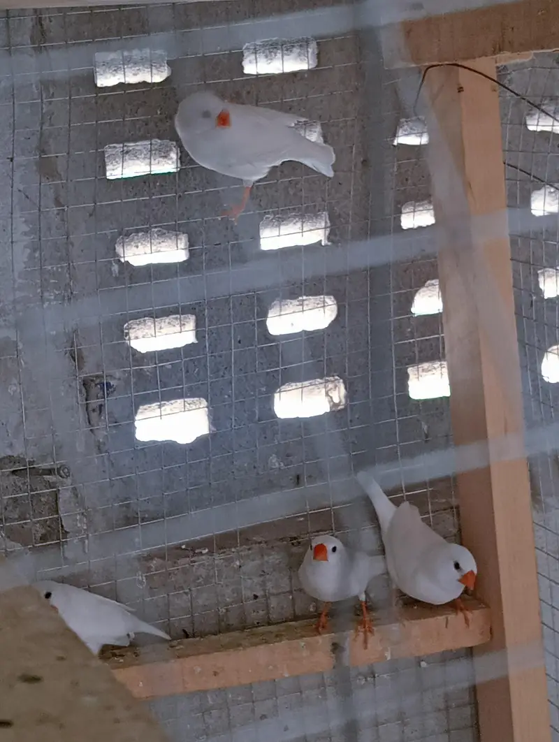 Snow White Finches with Cage for Sale. — photo 4