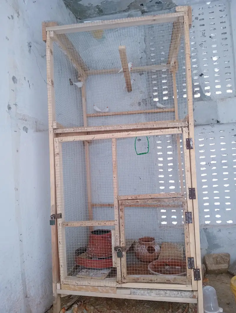 Snow White Finches with Cage for Sale. — photo 6