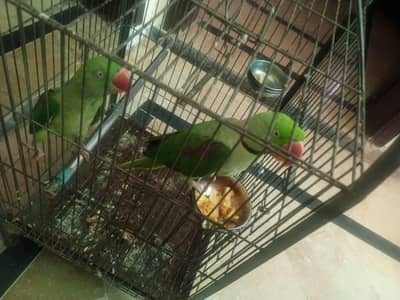 parrots for sale