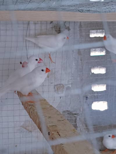 Snow White Finches with Cage for Sale.