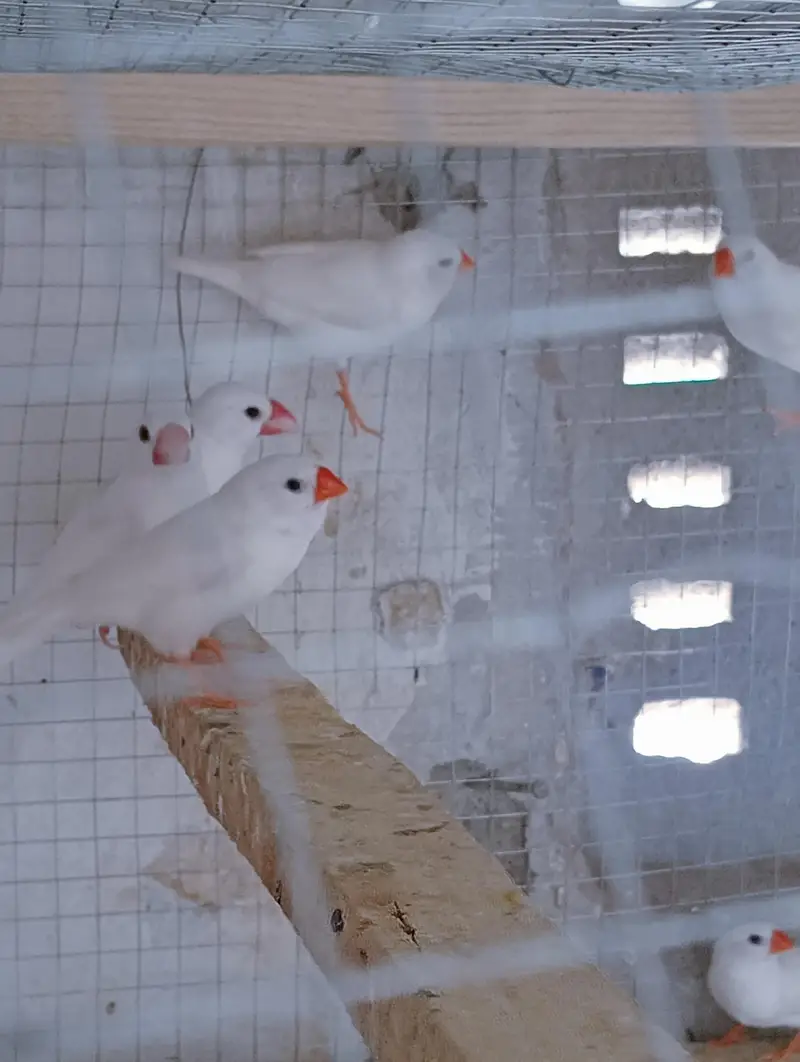 Snow White Finches with Cage for Sale. — photo 3