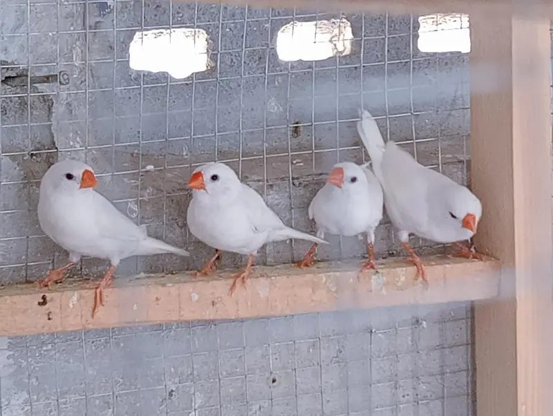 Snow White Finches with Cage for Sale.