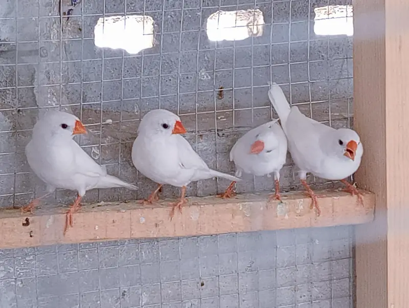 Snow White Finches with Cage for Sale. — photo 2