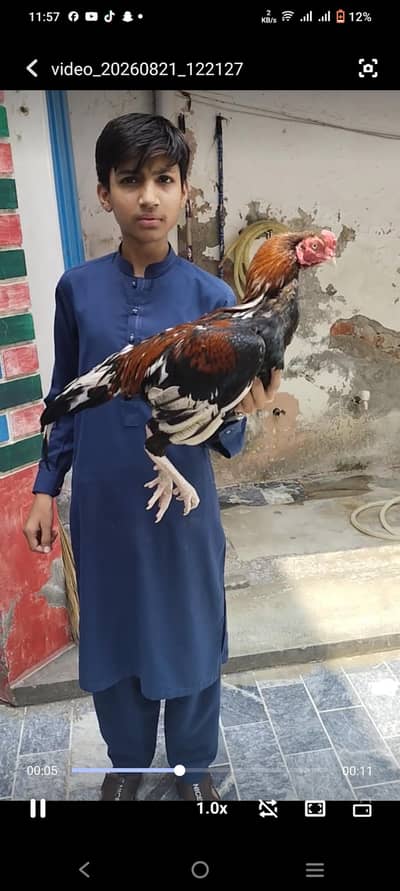 aseel breed murgha