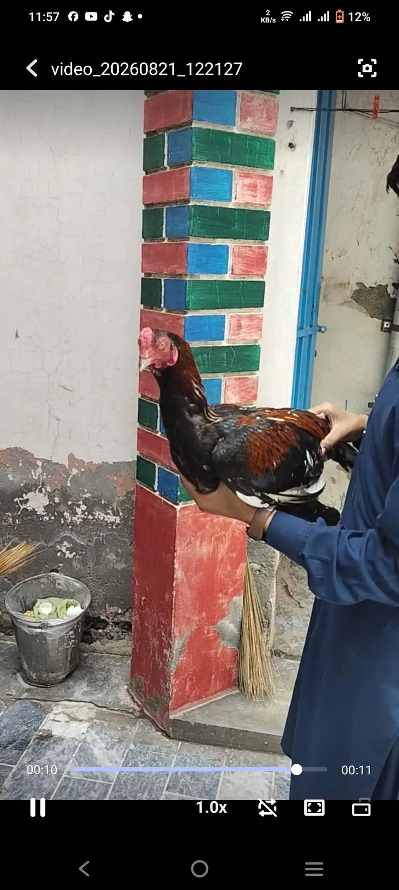 aseel breed murgha — photo 2
