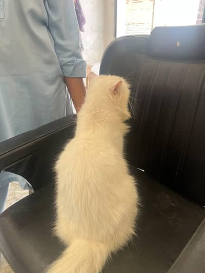 urgent sale  Whatsapp*032749++65921  only Whatsapp chat No simple call