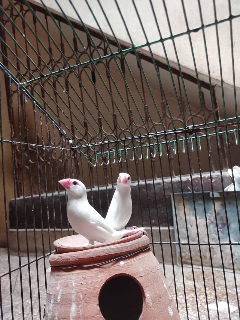 Java Finches 4