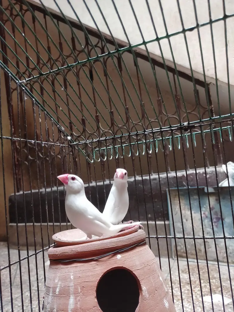 Java Finches — photo 5