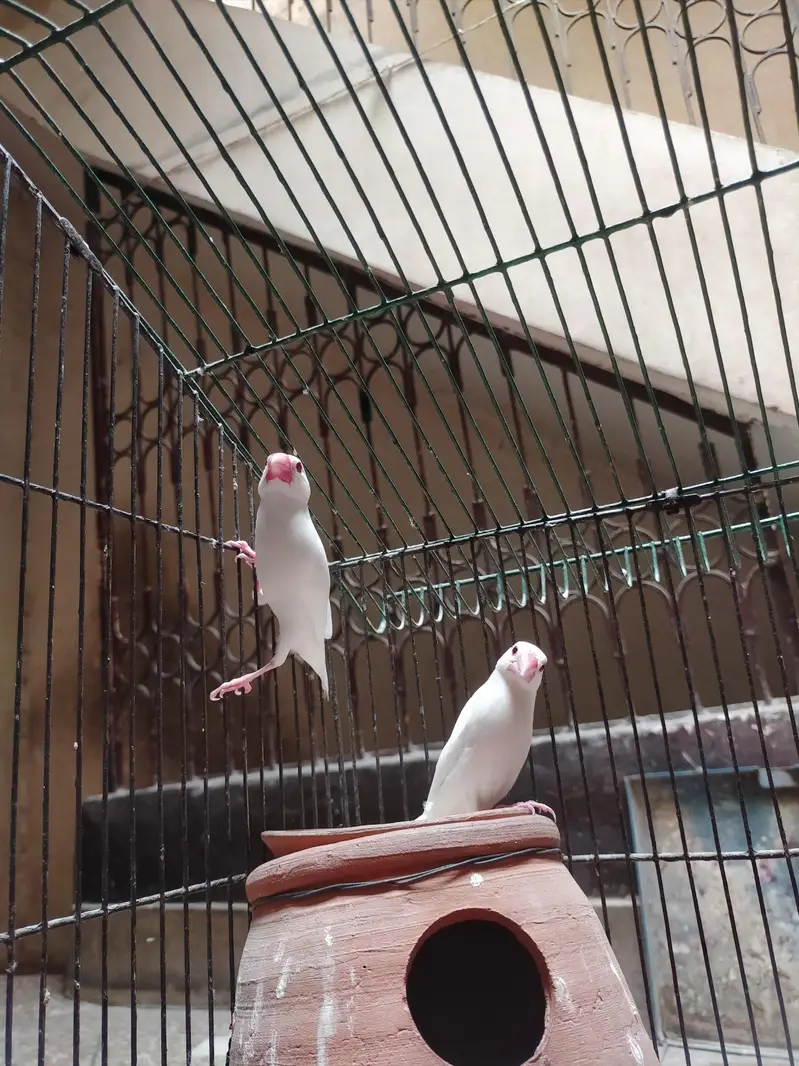 Java Finches — photo 6