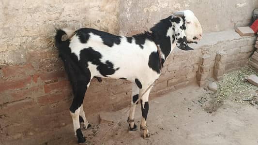 Desi Ablac  breader Male