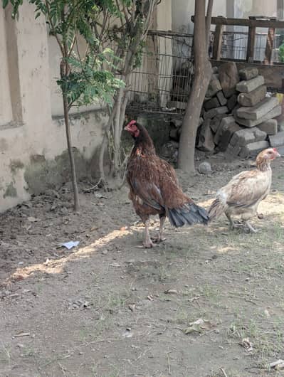 lakhi Aseel murghi pure mianwali breed