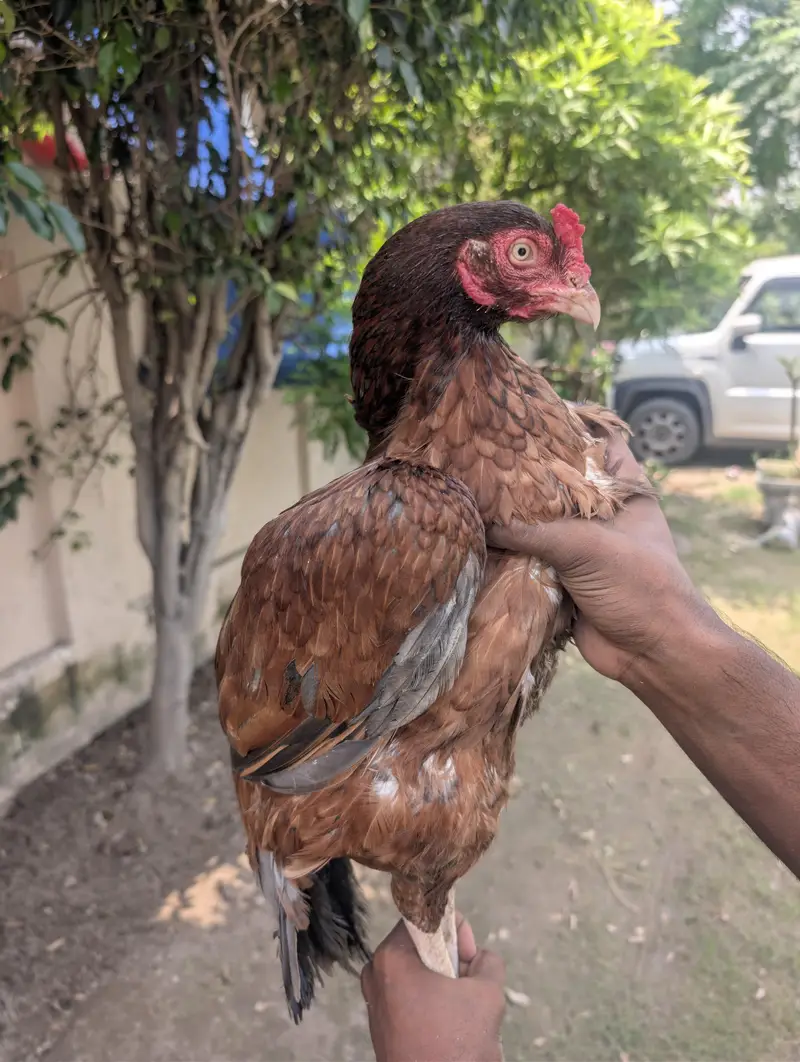 lakhi Aseel murghi pure mianwali breed — photo 2