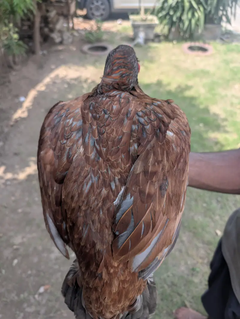 lakhi Aseel murghi pure mianwali breed — photo 3