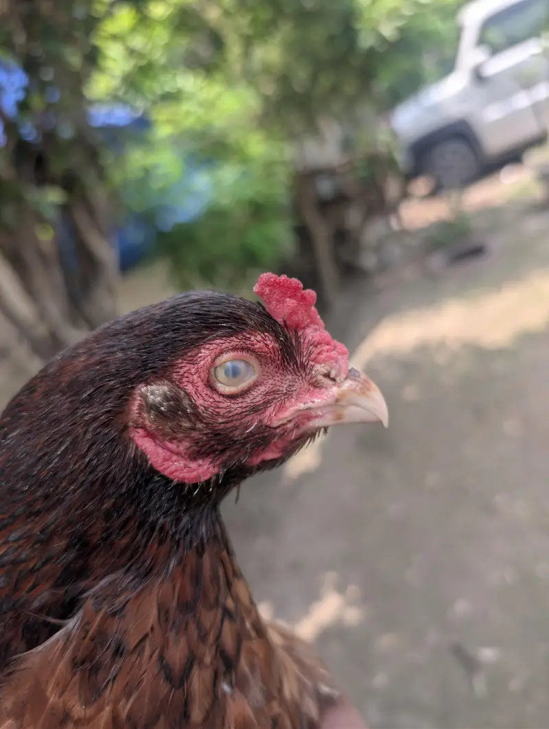 lakhi Aseel murghi pure mianwali breed — photo 4