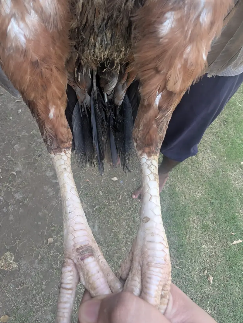 lakhi Aseel murghi pure mianwali breed — photo 5