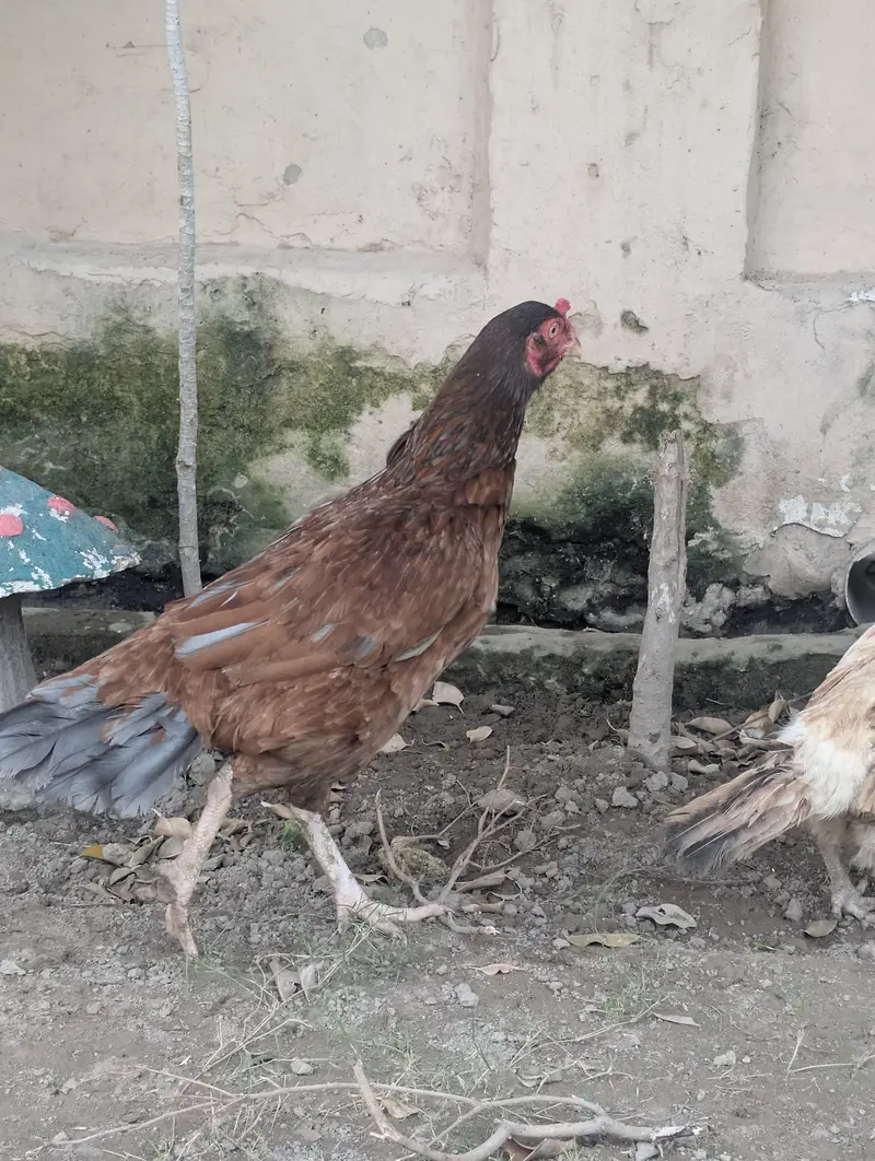 lakhi Aseel murghi pure mianwali breed — photo 6