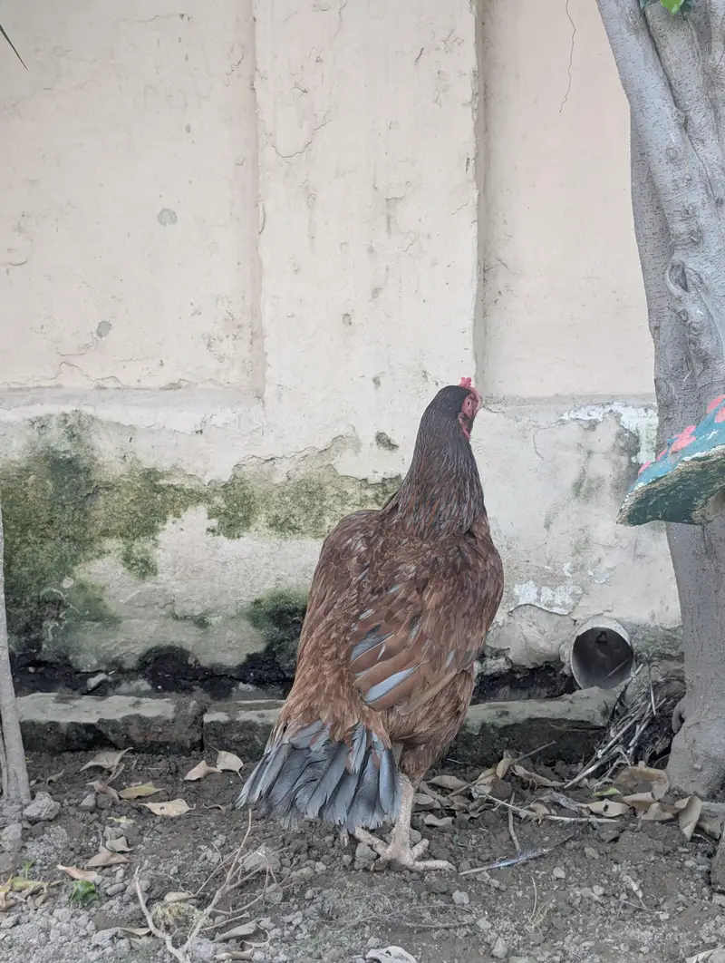lakhi Aseel murghi pure mianwali breed — photo 7