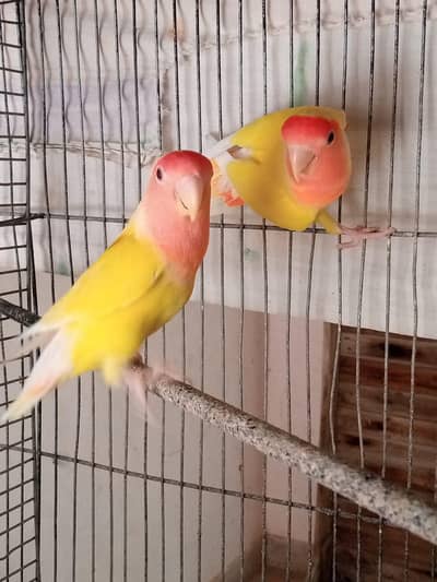 Lutino lovebird breeder pair guarentee