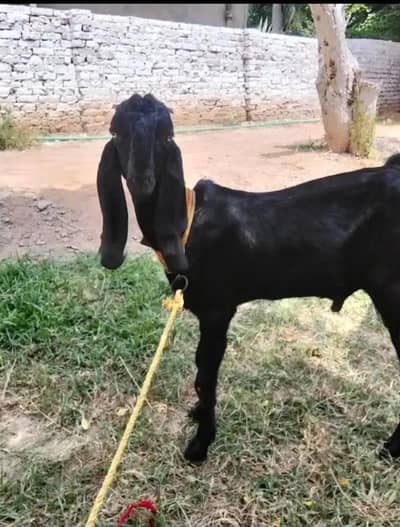 Amratsri | Bakra |Sheep |Kajla |Chatra |goat |