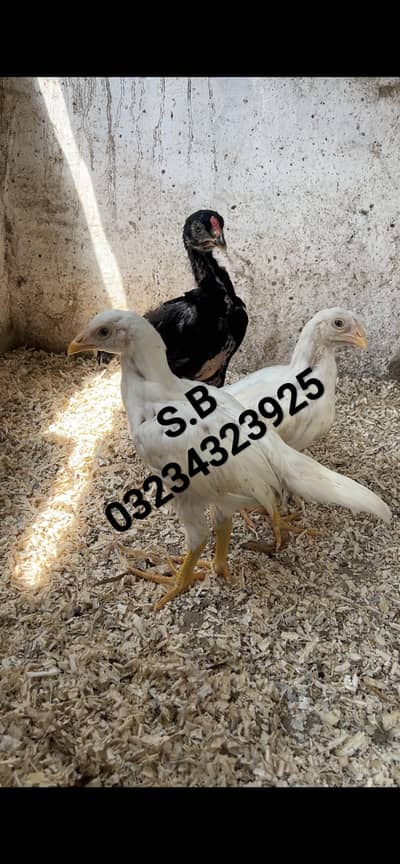 Aseel/Heera/lassani/Mushka/chicks/murga/ white black shamo/chicks