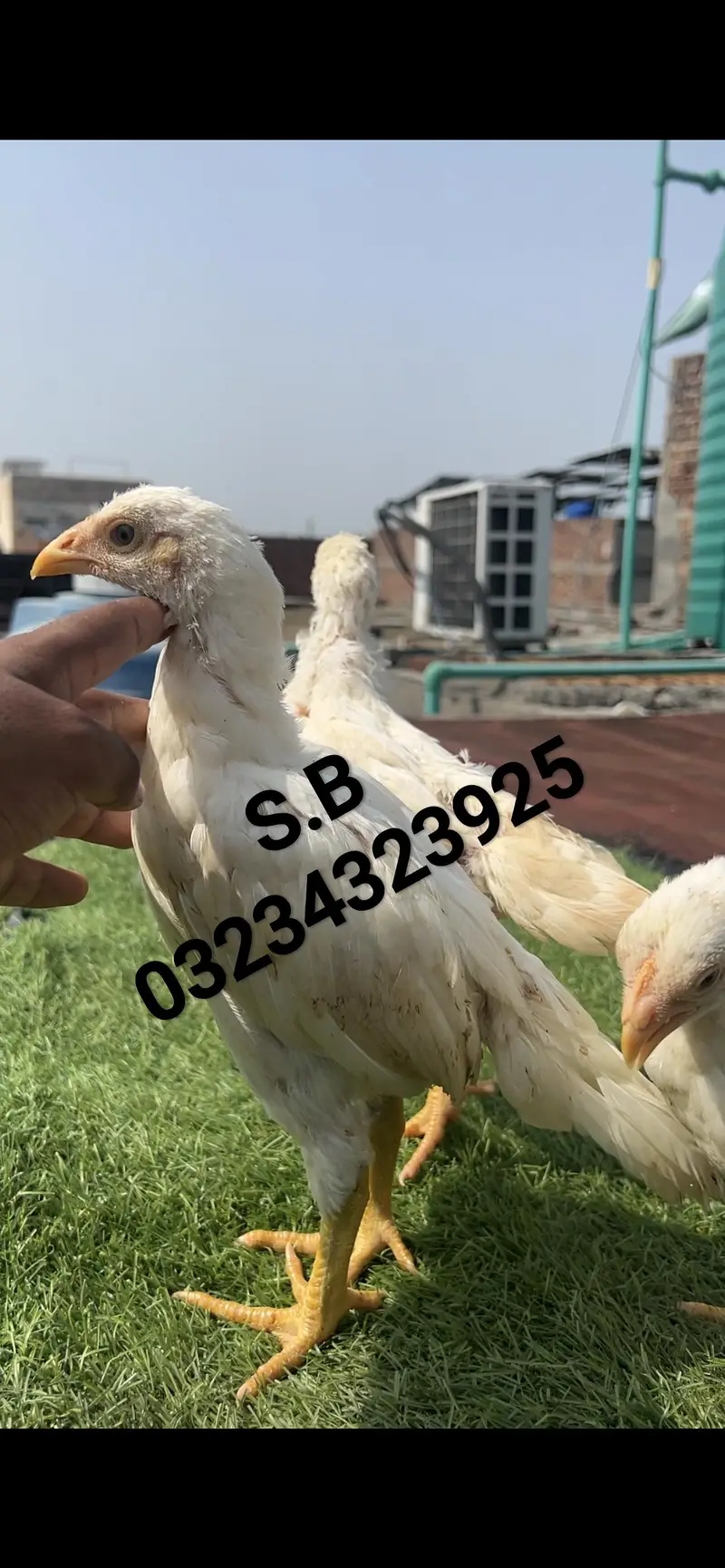 Aseel/Heera/lassani/Mushka/chicks/murga/ white black shamo/chicks — photo 2
